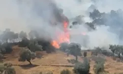 Aydın'da zeytinlik alanda yangın çıktı