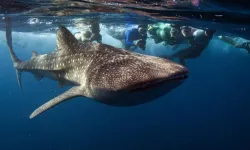 Denizlerin Dev Dostu: Balina Köpekbalığı! Bu Devasa Canavarı Tanıyın!