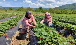 Kırmızı Elmas: İnegöl'de Çilek Hasadı Heyecanı,13 bin dekara ekip yılda 7 kez hasat ediyorlar