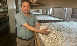 Türkiye'nin İpek Böcekleri Sarıcakaya'da Toplanıyor: İpek böcekleri kozalarını örmeye başladı!