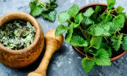 Rüyada Isırgan Otu Görmek Ne Anlama Gelir? Baht Açıklığı mı Kötü Haber mi?