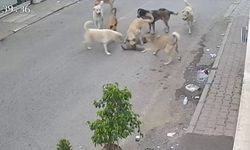 Sokak Kedisi, 8 Köpeğin Saldırısına Uğradı, Köpeklere Sahip Çıkan Çok, Kediler sahipsiz!