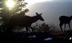 Uludağ'ın yaban hayvanları fotokapana yakalandı