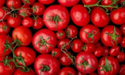Domates Gerçekten Bu Kadar Masum mu? Kahvaltıda Çiğ Domates Tüketmeden Önce İki Kere Düşünün!