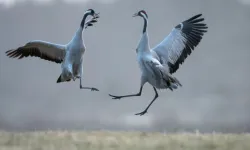 Turna Kuşları ve Özellikleri: Zarafetin ve Asaletin Simgesi!