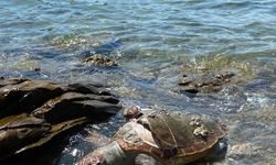 Denizde ölü caretta caretta bulundu