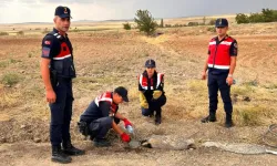 Türkiye'de nadir görülüyordu, yaralı halde bulundu