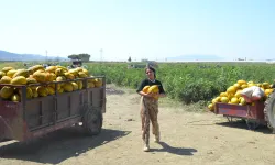 Üretici 600 Ton Kavun ve Karpuzu Ücretsiz Dağıttı, Vatandaşlar Tarlaya Akın Etti