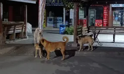 İshakpaşa Camii Çevresindeki Köpeklerden Cemaat Tedirgin