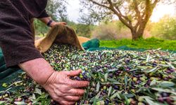 Bursa Orhangazi’de Zeytin Hasadında Büyük Başarı: 2.600 Ton Rekolte!