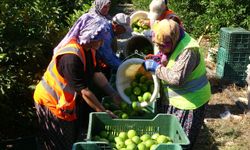 Yılda 1 milyon tondan fazla üretiliyor: Limonun başkentinde hasat başladı