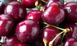 Bu Çekirdeği Sakın Yutmayın! Kiraz ve Kayısı Çekirdeği Ölümcül Tehlike Saçıyor!