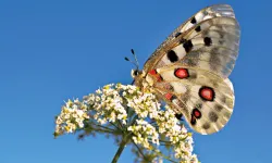 Dünyada Sadece Uludağ’da! Apollo Kelebeği Nesli Tükenmek Üzere!