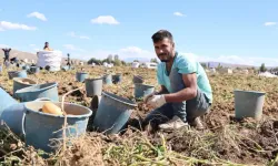 Uçsuz bucaksız arazide yüzlerce işçi ile patates hasadı başladı