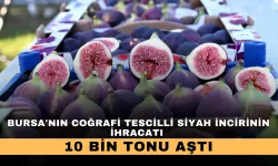 Bursa'nın coğrafi tescilli siyah incirinin ihracatı 10 bin tonu aştı