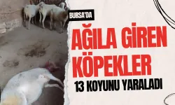 Bursa'da ağıla giren köpekler 13 koyunu yaraladı