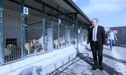 İnegöl’de Sokak Hayvanları İçin Yeni Adımlar Atılıyor