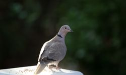 Rüyada Güvercin Görmek Ne Anlama Gelir? İşte Dini Rüya Tabirleri!