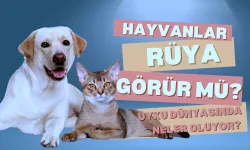 Hayvanlar da Rüya Görüyor Mu? Hayvanların Uyku Dünyasında Neler Oluyor?