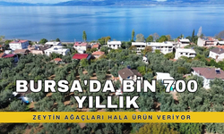 Bursa'da bin 700 yıllık zeytin ağaçları hala ürün veriyor