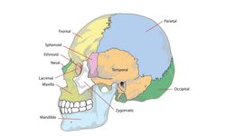 Parietal Kemik Nedir? Vücudumuzdaki Görevi Tam Olarak Nedir? Beynin Zırhı ve Görevleri Nelerdir?