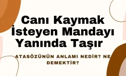 Canı Kaymak İsteyen Mandayı Yanında Taşır Atasözünün Anlamı Nedir? Ne Demektir?