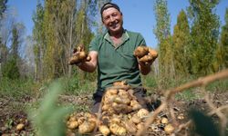 Tarladaki patates bereketi çiftçiye sevinçten türküler söyletti