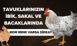 Tavuklarınızın ibik, sakal ve bacaklarında mor renk varsa dikkat