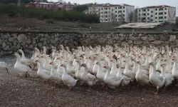 Marketini Satarak Başladığı Kaz Yetiştiriciliğinde 3 Bin'e Ulaştı