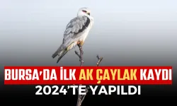 Bursa’da İlk Ak Çaylak Kaydı 2024’te Yapıldı