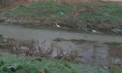 İnegöl Bedre Deresi'nde Büyük Ak Balıkçıl Görüldü