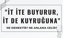 "İt İte Buyurur, İt De Kuyruğuna" Atasözü Ne Demek? Ne Anlama Gelir?