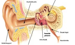 Orta Kulak İltihabı Tedavi Edilmezse Yüz Felcine Yol Açabilir!
