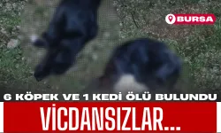 Bursa Gemlik’te 6 Köpek ve 1 Kedi Ölü Bulundu