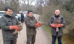 Yaralı 3 Şahin ve 22 Yeşil Başlı Ördek, Karacabey Longoz Ormanları’na Salındı!