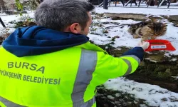 Bursa Büyükşehir’den Can Dostlarına Kış Yardımı: 7 Bin Kilogram Mama Dağıtıldı