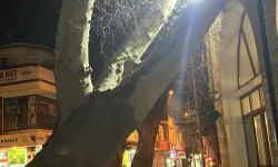 İnegöl'de Tarihi Caminin Çınarı Devrilmişti! Caminin İmamdan Açıklama Geldi!