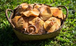 Kanlıca Mantarı Nedir, Faydaları Nelerdir ve Zehirli midir?