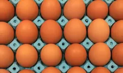 Günün Zeka Sorusu | Tavuk Yumurta Sorusu