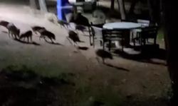 Bursa'da piknikte karşılaştıkları domuz sürüsü panik oluşturdu