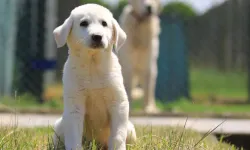 TİGEM'de Yetiştirilen Kangal ve Akbaş Yavruları 17 Bin 400 Liradan Satılıyor