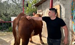 Bursa'da 1 Ton 200 Kiloluk Kurbanlık, Araba Fiyatına Alıcısını Bekliyor!