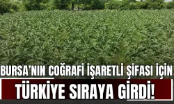 Bursa’nın Coğrafi İşaretli Şifası İçin Türkiye Sıraya Girdi!