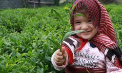 Çay Fiyatı Rize’de Tartışma Yarattı
