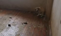 Evinde 12 köpekle yaşayan kadın gözaltına alındı