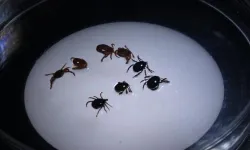 8 Kişiye KKKA Tanısı Konuldu, 1 Kişi Hayatını Kaybetti