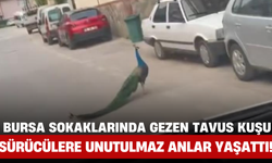 Bursa Sokaklarında Gezen Tavus Kuşu Sürücülere Unutulmaz Anlar Yaşattı!