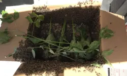Bursa’da Binlerce Arı İş Merkezini Bastı, Vatandaşlar Korku Dolu Anlar Yaşadı