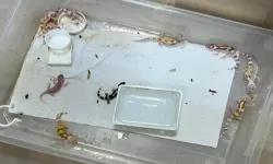 Bursa’da Egzotik Hayvan Ticaretine Darbe: Yasa Dışı Türlere El Konuldu