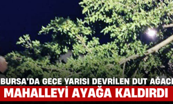 Bursa’da Gece Yarısı Devrilen Dut Ağacı Mahalleyi Ayağa Kaldırdı